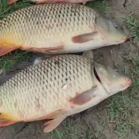 فروش ماهی کپور|ماهی|پاکدشت, پاکدشت (مامازند)|دیوار