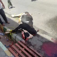 سلاخ گوسفندی ذبح گوساله گاوی تمام نقاط تهران|خدمات پذیرایی، مراسم|تهران, وحیدیه|دیوار