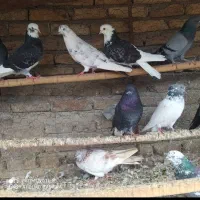 کبوتران غریب کشی بابل|پرنده|جویبار, |دیوار