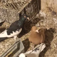 سه تا کفتر گرفتنی قیمت تعاونی