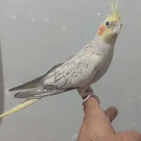 جوجه عروس سرلاکی و دونه خور و بالغ همه رنگ