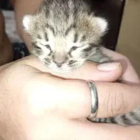 گربه 2 ماهه ومادر مشکی ورنگی