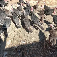 بوقلمون برنز اصل آمریکایی ۳ نیم ماهه
