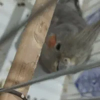 عروس هلندی ماده|پرنده|سراوان, |دیوار