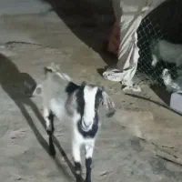 کهره نزار|حیوانات مزرعه|قشم, |دیوار