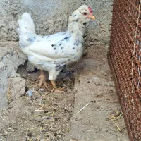 مرغ گلین