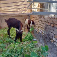 بزافغانی اصل|حیوانات مزرعه|هندیجان, |دیوار