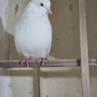 سه تا کبوتر نر گردن کلفت