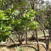 کارگر ماهر برای کشاورزی