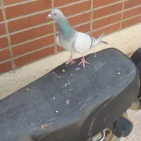 یک عدد کبوتر نر باماده