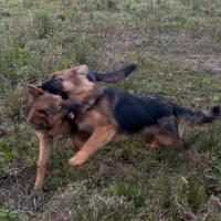 سگ ژرمن شپرد