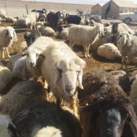 دوراس میش داشتی و یک راس قوچ|حیوانات مزرعه|اقلید, |دیوار