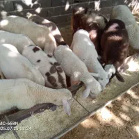 بره ماده لاکن ولاکن هترو پدر لاکن مادر هترو وزن 50