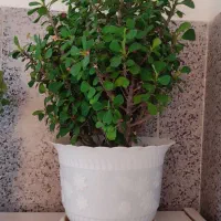 گل زیبای مرجان