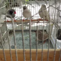 فنچ لوپ سیاه و گوشواره سفید