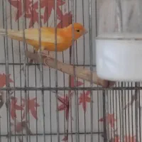 نر سرخ رنگ طبیعی جوجه امسال قیمت ۱۵۰۰ مقطوع|پرنده|تربتحیدریه, بالا ولایت|دیوار