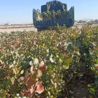 نهال پسته گلدانی|خدمات باغبانی و درختکاری|قم, زنبیل آباد|دیوار