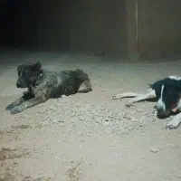 جفت هم قال نر ۲ساله|سگ|اصفهان, شهرک کوثر|دیوار