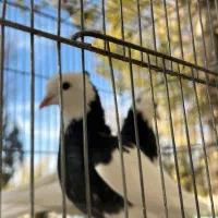 کبوتر طوقی.زاغ.کاشونی|پرنده|بروجن, |دیوار