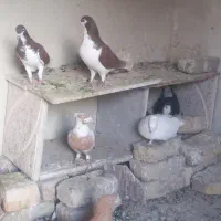 فروش کبتور یا کفتر