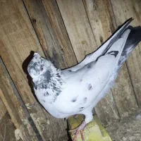 یک عدد کبوتر  کل دم سیاه پرشی ماده مفت