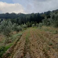 فروش زمین باغی درروستای بالاجاده جنب جنگل|فروش زمین و ملک کلنگی|کردکوی, |دیوار