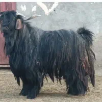 بز نر و ساورین اصیل لری