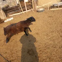 2راس بره نره