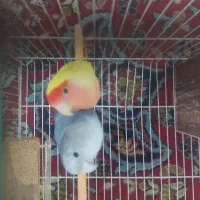جفت کوتوله
