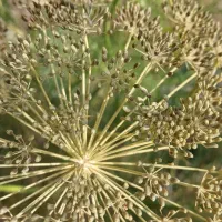 اموزش انواع کشت های پردرامدکشاورزی باسودهی بالا|خدمات آموزشی|تهران, میدان میوه و ترهبار مرکزی|دیوار