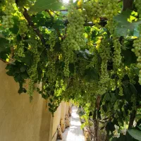 سرایدارباغ