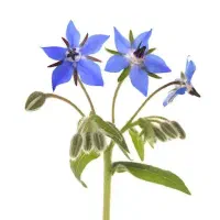 زنبور