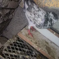 معاوضه اگهی