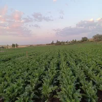 زمین کشاورزی آبی مجهز