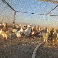 پرنده کبوتر