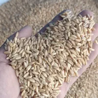 گندوم دیم وابی