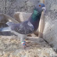 کفتر جنگنده