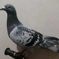کفتر پلاکی|پرنده|قم, شهرک فاطمیه|دیوار