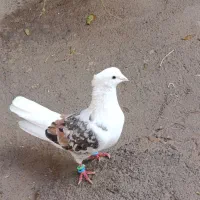 کبوتر|پرنده|چگنی, |دیوار