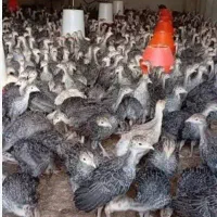 جوجه بوقلمون برنز یک ماهه