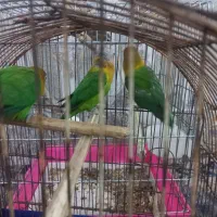 طوطی|پرنده|خرمشهر, |دیوار