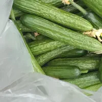 کارگر گلخانه