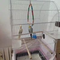 جفت عروس هلندی|پرنده|زابل, |دیوار