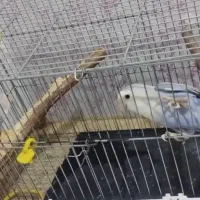 طوطی برزیلی|پرنده|خرمشهر, |دیوار