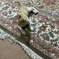 گربه خانگی واگذاری
