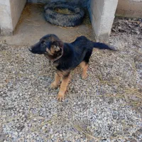 سگ ژرمن|سگ|فومن, |دیوار