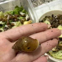 حلزون البینو برا حلزون تراپی و پرورش