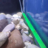 ماهی اسکار|ماهی|ری, سیزده آبان|دیوار