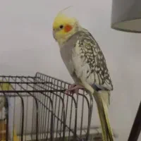 عروس هلندی نر و ماده سخنگو تخم گذار|پرنده|چالوس, |دیوار