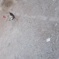 خروس گلین چهل تاج